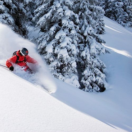 A person is skiing down a snowy slope among pine trees.