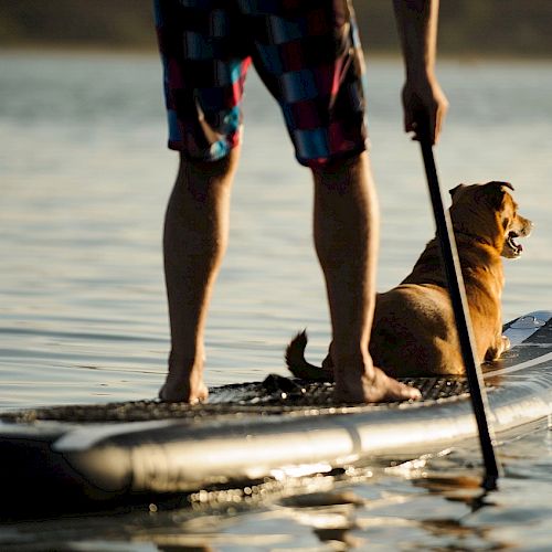 A person stands on a paddleboard with a dog on water at sunset.