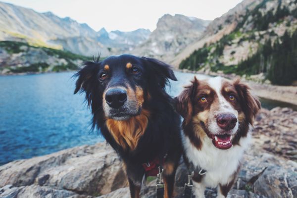 Two dogs are standing on rocks beside a lake, with mountains in the background under a clear sky.