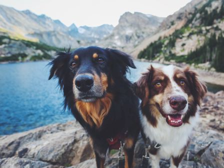 Two dogs stand on rocks by a lake, with mountains in the background.